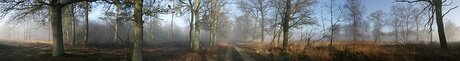 Hoge Veluwe in breedbeeld