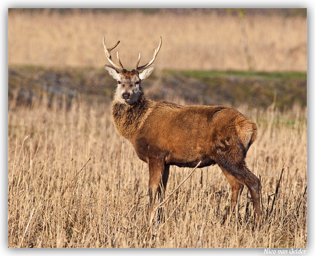 Edelhert in de Oostvaardersplassen