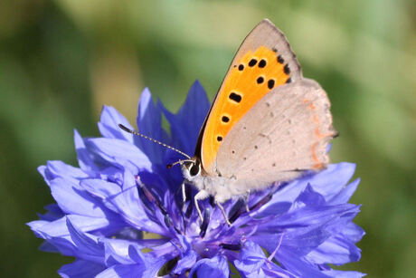 Kleine vuurvlinder op korenbloem