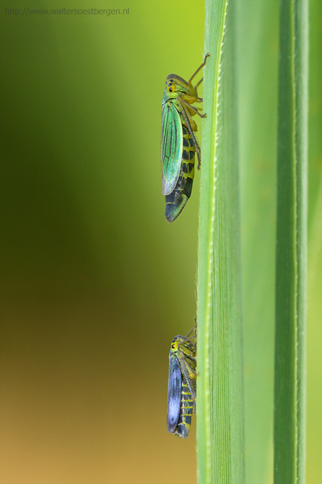 Groene Cicade
