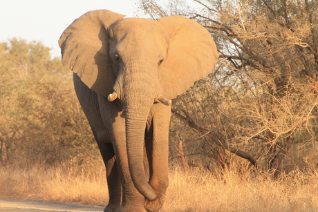 Charging Olifant