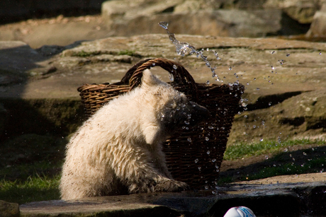 Knut speelt met water