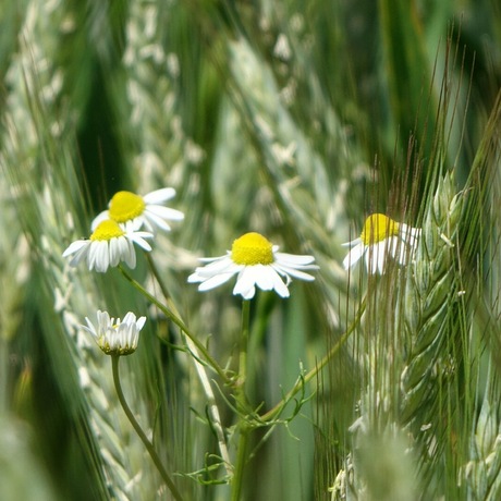 Bloemen in het graanveld