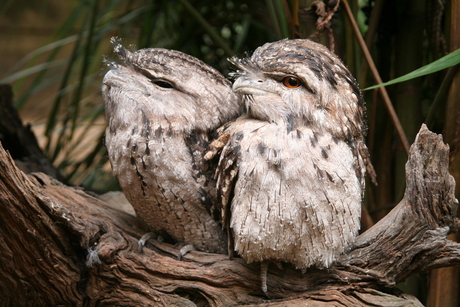 tawny frogmouth