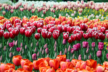 Tulpen @ Keukenhof 2017