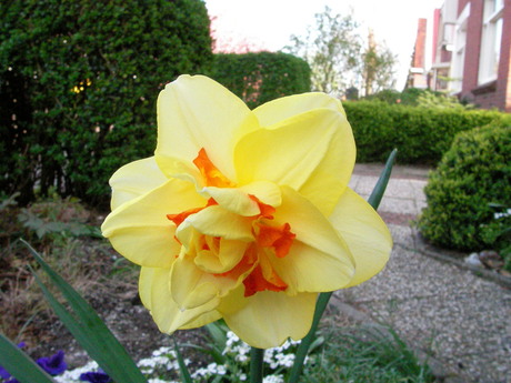 Lonely yellow tulip