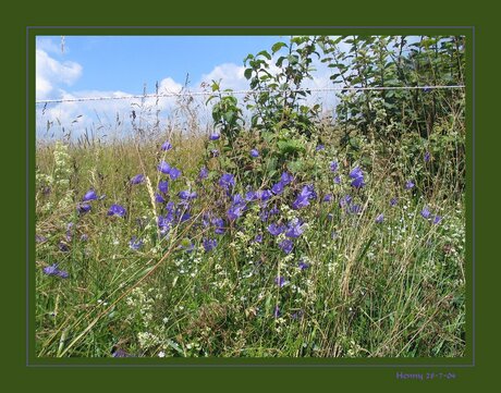 Veld boeket