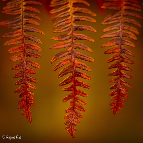 Herfstkleuren