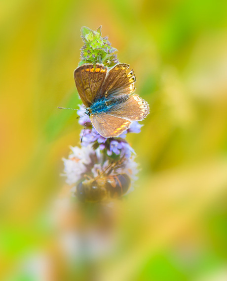 Heideblauwtje op een bloem met een verstopte bij.
