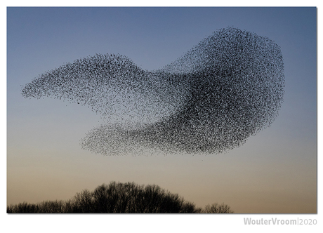 Dancing with the Starlings