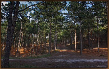 Bospaden Schoorlse duinen