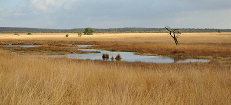 Najaar op de Veluwe