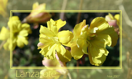 Lanzarote Bloemen