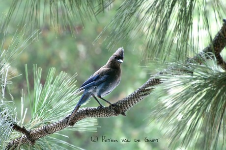 Stellars Jay