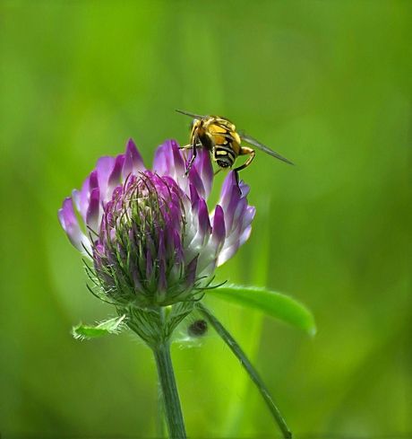 Yellow meets purple