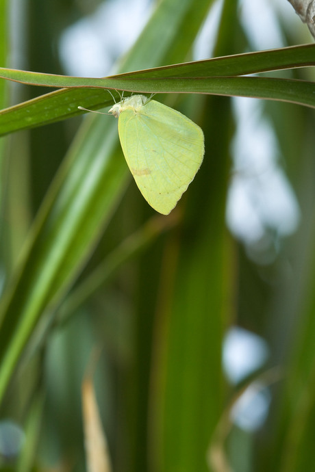 Lazy Butterfly