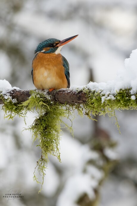 IJsvogel