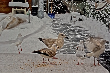 Vogelvlucht