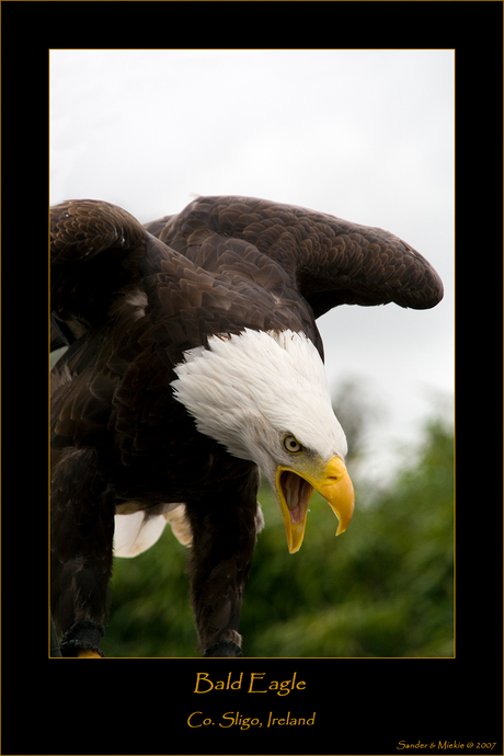 Bald Eagle