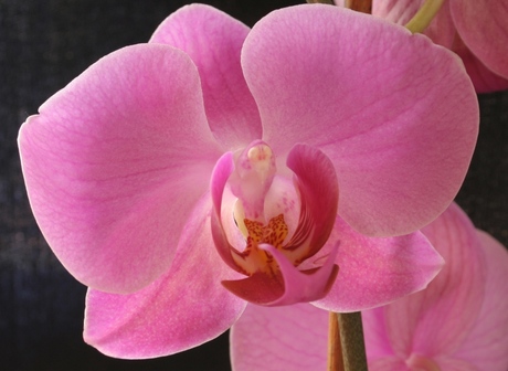 Orchidee