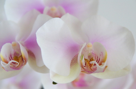 Een groepje orchideeen!