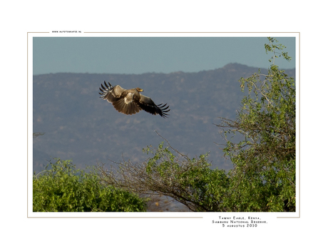 Tawny Eagle, Kenia
