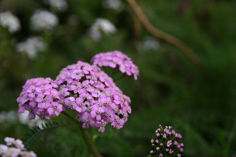 paarse bloemetjes