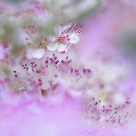 Filipendula rubra 'Venusta'