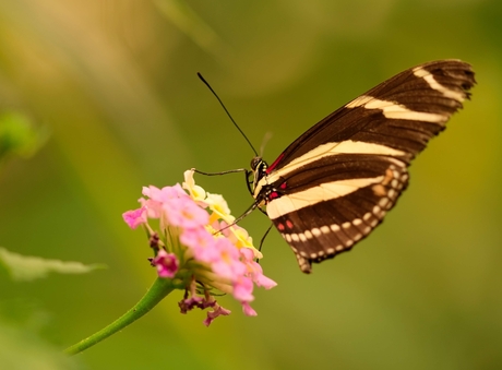 Butterfly-Flower-sunlight
