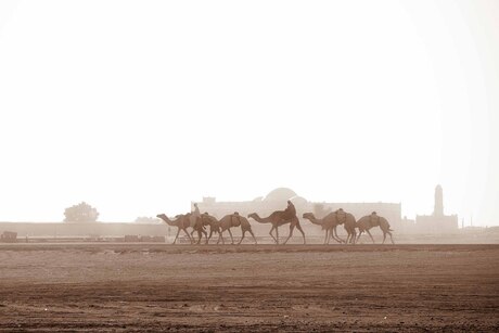 camel drivers zoom.JPG