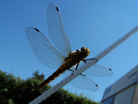 Koorddansende Libelle