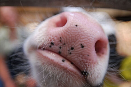 kusje voor de fotograaf