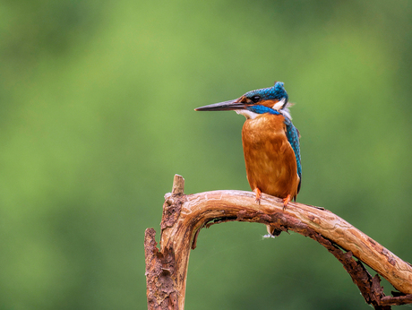 Ijsvogel