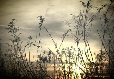 Smokey sunset