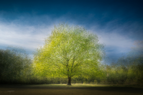 Impressionistische boom