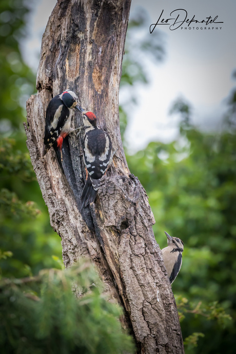 Woody Woodpeckers