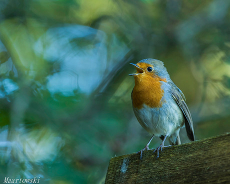 Roodborst