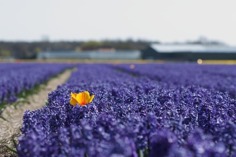 Hyacinthen en een tulp