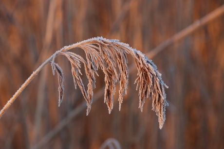 Riet met rijp