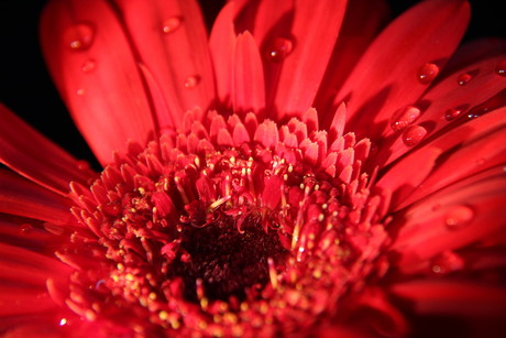 Gerbera