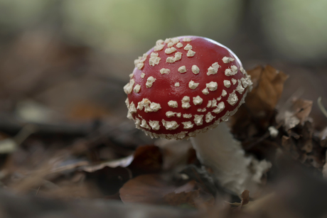 Rood met witte stippen