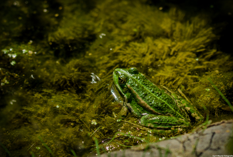 A Frog in his Green Bed