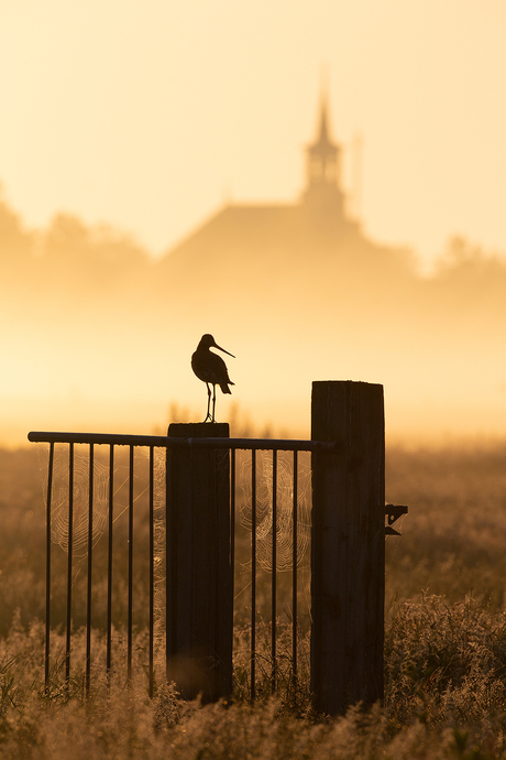 Misty birdscape 1