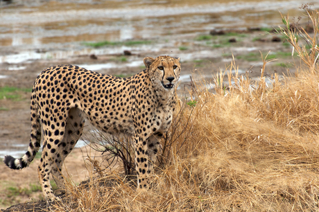 Cheetah in Tarangire Park