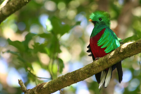 Quetzal