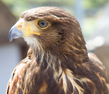 Woestijnbuizerd