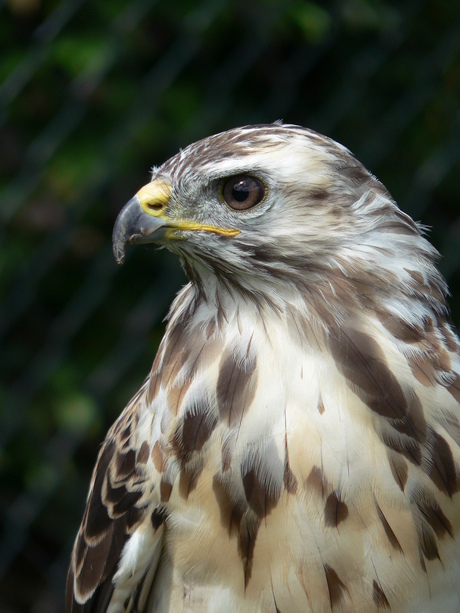 Koningsbuizerd (vrouwtje)