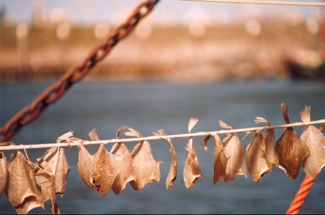 Vis in de haven