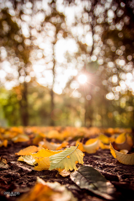 Leaves