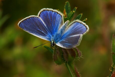 Icarus blauw, zo blauw